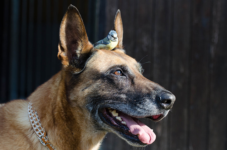 adult brown Belgian malinois with black and yellow bird on head