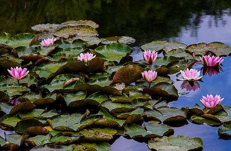 green leafed plant with flowers floating on body of water