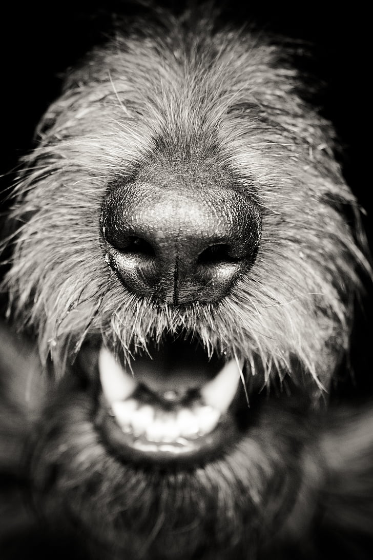 grayscale photography of dog snout