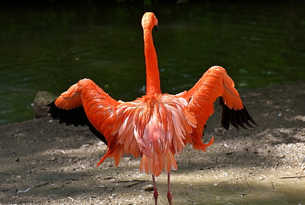 photo of orange long-necked bird near body of water