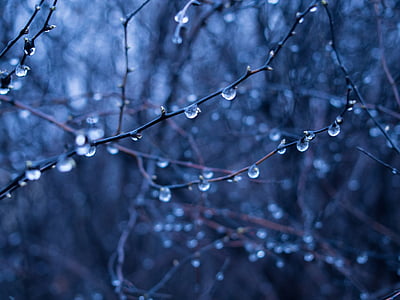 tilt-shift lens photo of tree branch with water droplets