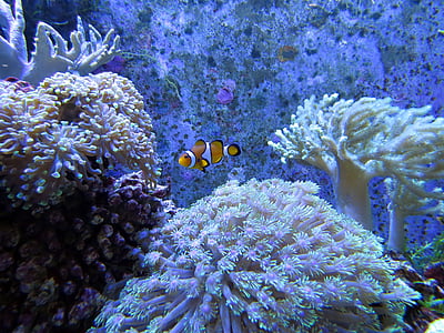 clown fish swimming near corals