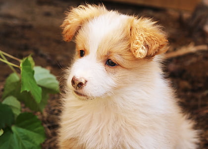 white and brown puppy