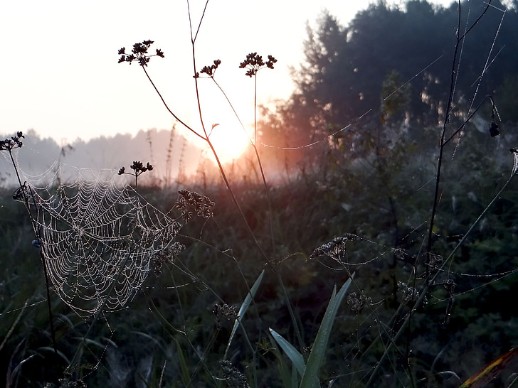 spiderweb during sunrise
