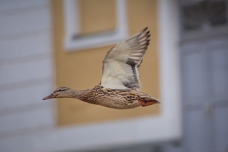 closeup photo of brown flying duck