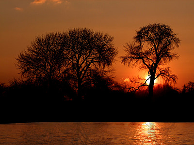 silhoutte of bare trees during sunset