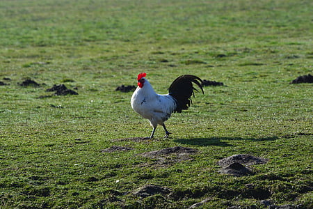 white and black chicken on green grass field during daytime