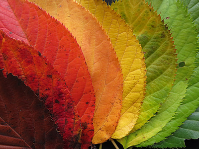 top view photography of eight assorted-color leaves