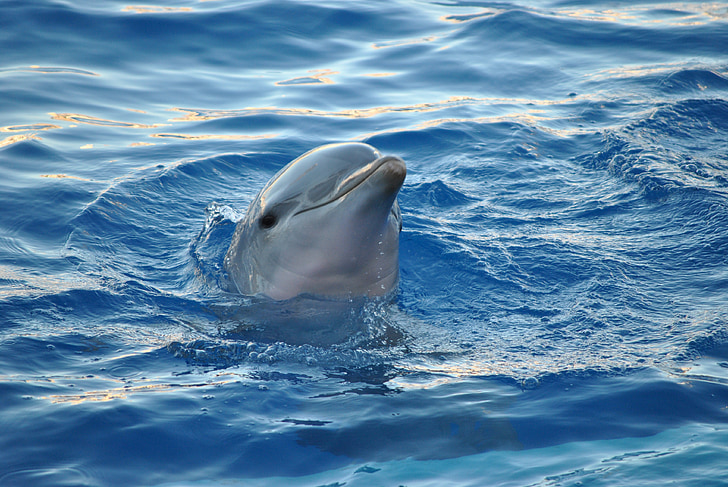 gray dolphin on body of water
