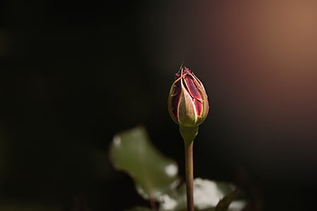 low-light photography of red rose bud