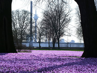 bed of purple petaled flower with bare trees