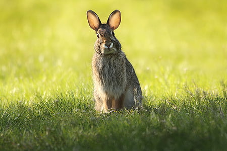 brown rabbit on grass field during daytime