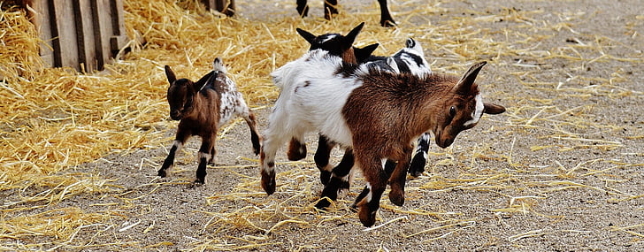 three white and brown kid goats