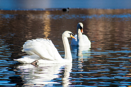 two white swan