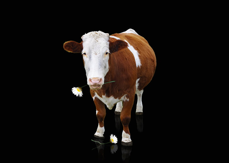 brown and white cow with dark background