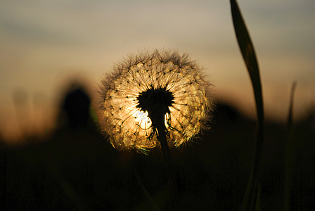 silhouette of dandelion seeds at sunset