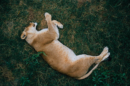 brown lion on grass