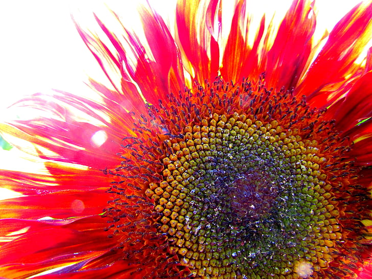 macro shot photography of red sunflower