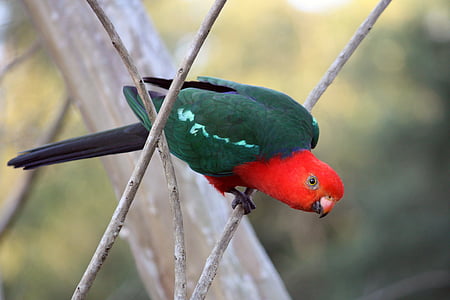 shallow focus photography of red and green parrot on branch of the tree