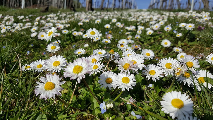 Royalty-Free photo: White flower field in bloom | PickPik