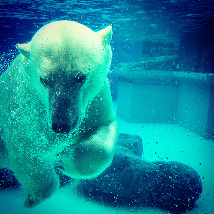 photo of polar bear underwater