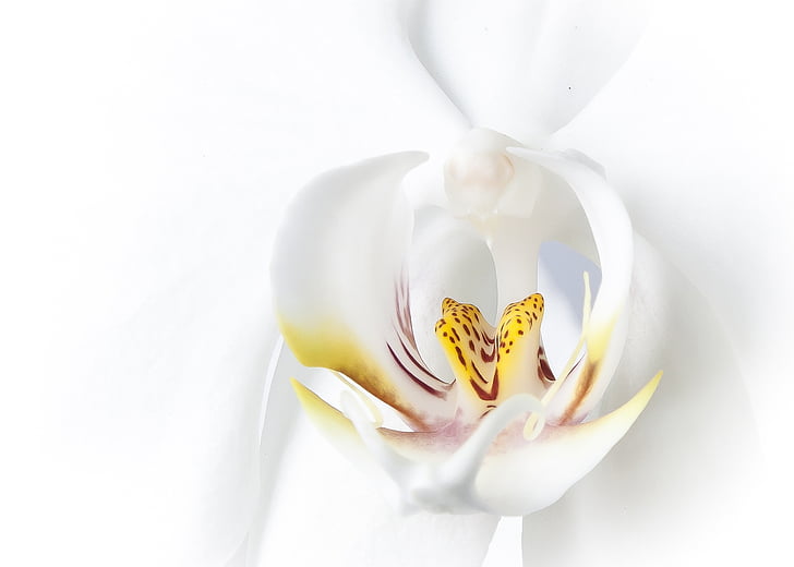 white and yellow moth orchid macro photography