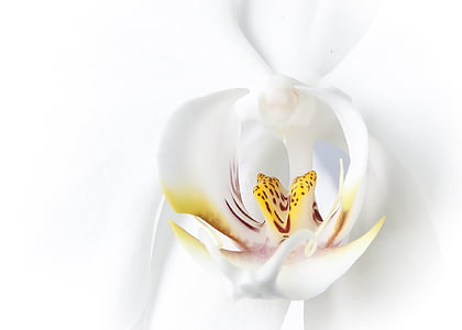 white and yellow moth orchid macro photography