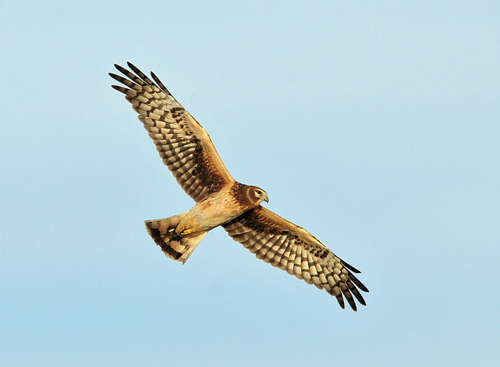 brown hawk flying under clear blue skies