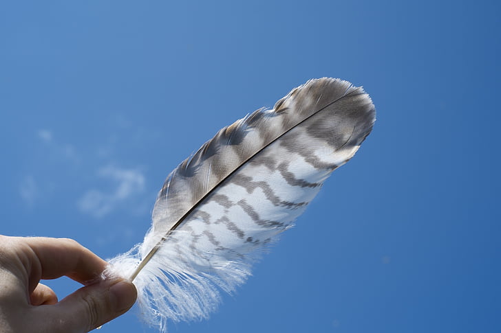 white and black feather