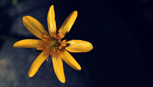 close up photography of yellow petaled flower