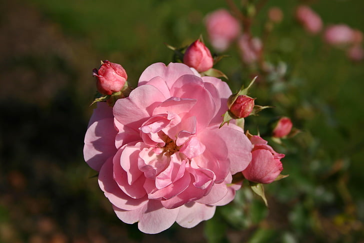 shallow focus photo of pink flower