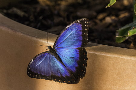 focus photo of blue and black butterfly