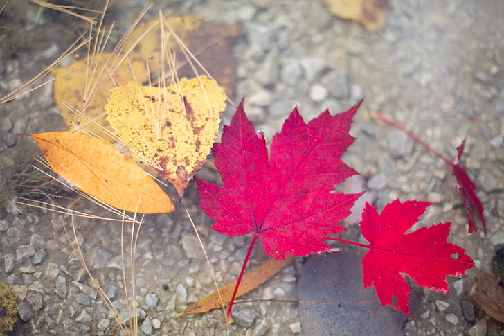 two red maple leaves