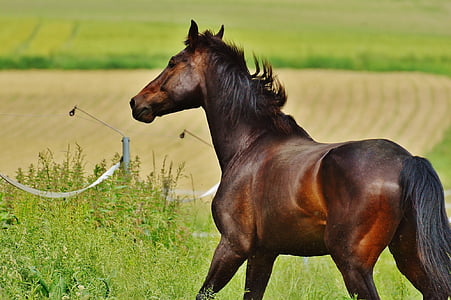 brown horse on green grass field at daytime