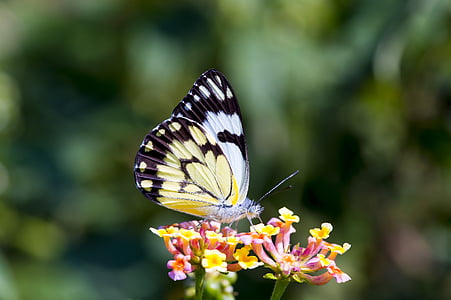 selective focus photo of yellow, black, and white butterfly perching on yellow petaled flowers at daytime