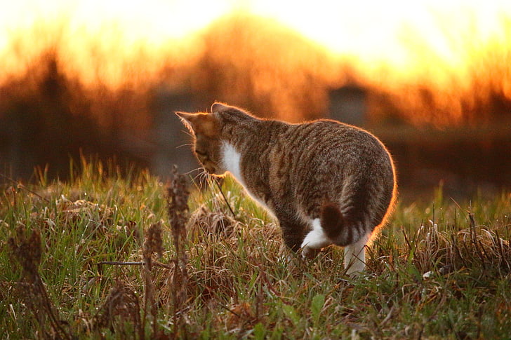 brown Tabby cat on green grass field