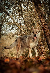 brown wolf in the forest during daytime