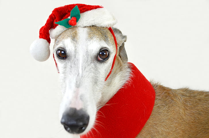 shallow photography of short-coated white and brown dog wearing ed and white Santa hat
