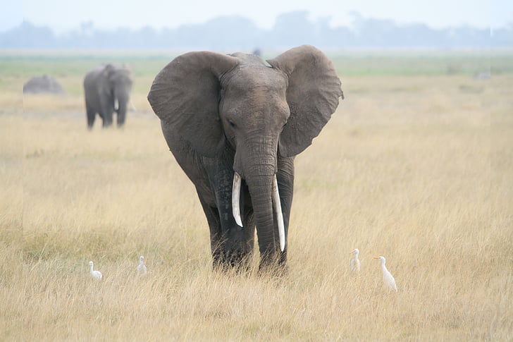two gray elephants on grass field