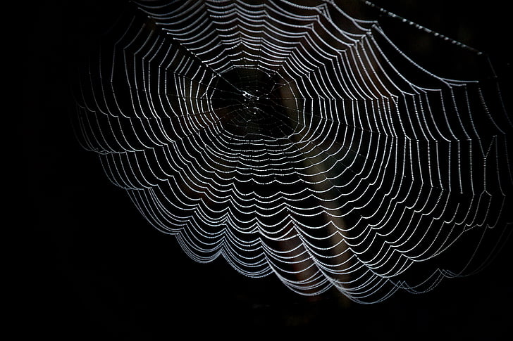 white spider web in closeup photography