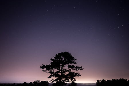 silhouette of tree under clear sky during nighttime