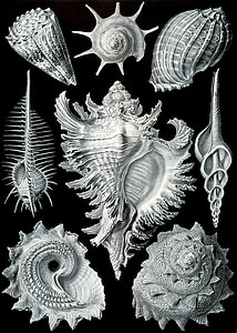 seashells illustration