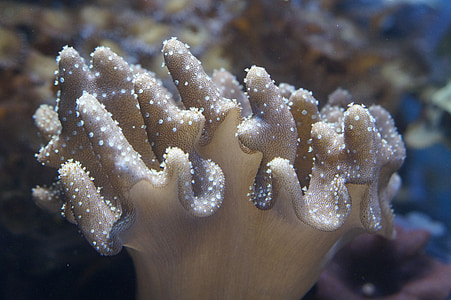 brown coral reef in closeup photography