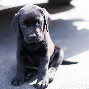 black Labrador retriever puppy