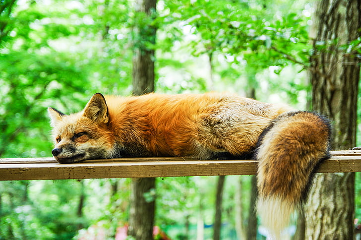 brown fox laying on brown wooden plank during daytime