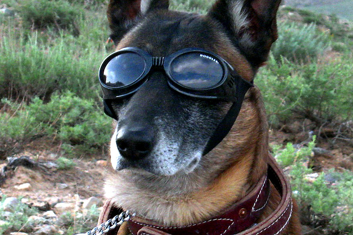 medium short-coated dog wearing goggles
