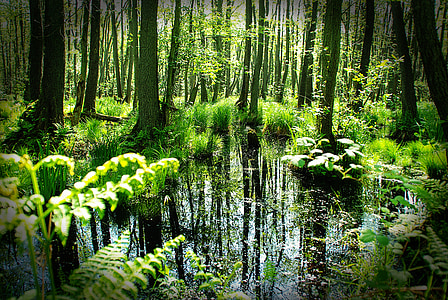 green swamp forest during daytime
