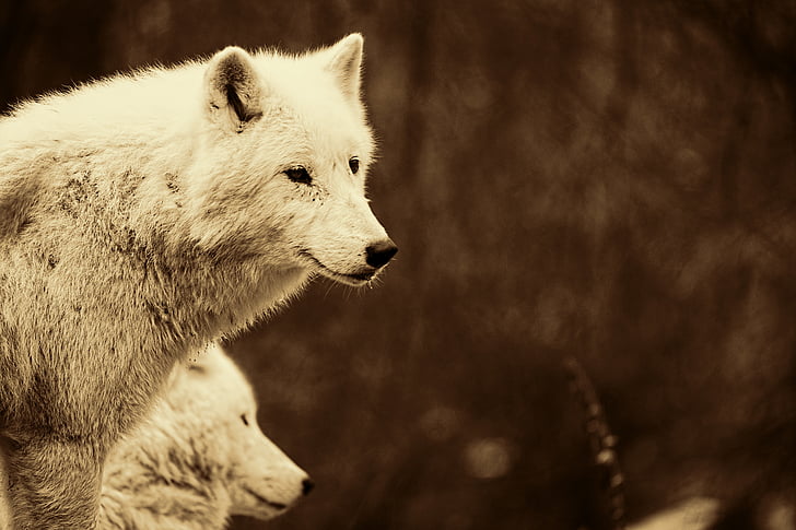 tilt shift lens photography of white wolf