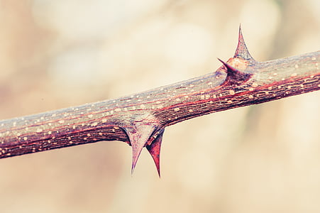close-up photography of thorn on twig