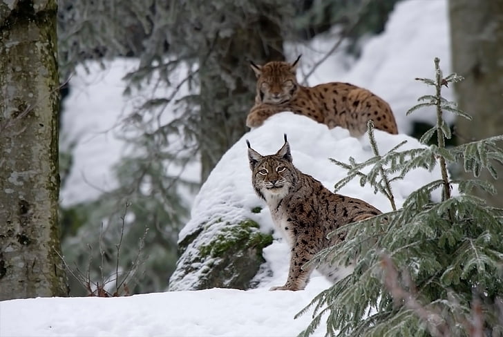 two brown Lynx